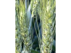 Фото 1 Семена пшеницы озимой  Аксинья,  Аскет,  Вольница, г.Зерноград 2021
